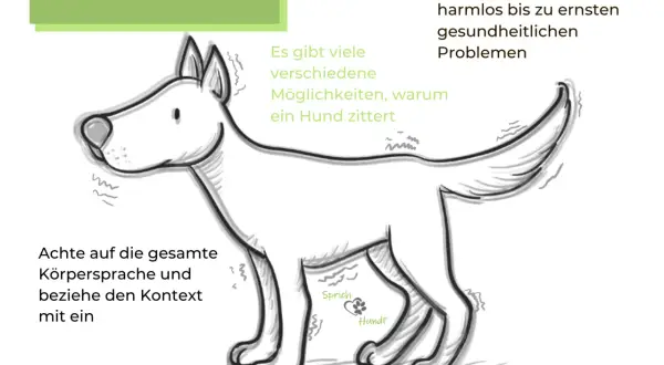 Ein Hund hebt die Pfote und zittert. Es gibt viele Gründe, warum ein Hund zittert, von harmlos bis ernst.