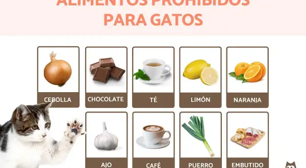 Un gato curioso mira una lista de alimentos prohibidos para felinos, incluyendo cebolla, chocolate, té, limón, naranja, ajo, café, puerro y embutidos. ¡Recuerda que el ajo es malo para los gatos!