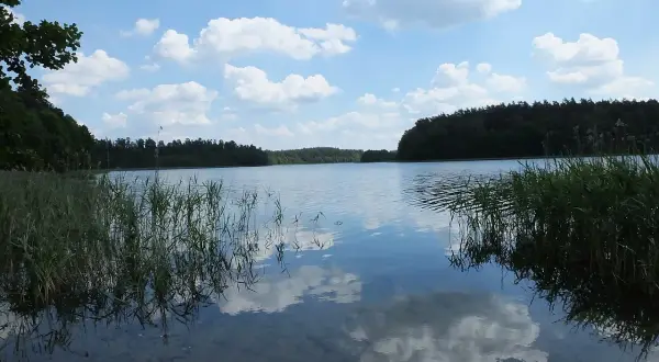 Spokojne jezioro Jegocin otoczone lasem, z odbijającymi się w wodzie chmurami i trzcinami na brzegu.