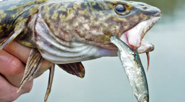 Großer Fisch mit offenem Maul, der einen kleineren Fisch frisst. Die Uhrzeit ist egal, wenn ein Fisch den anderen schnappt.