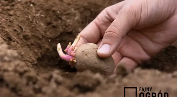 Jak sadzić ziemniaki w ogródku? Poradnik krok po kroku