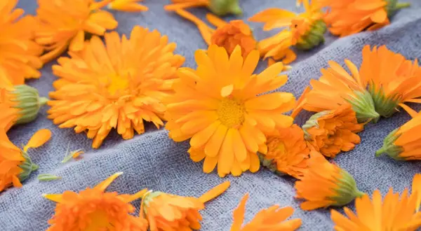 Leuchtend orange Ringelblumen liegen auf einem grauen Stoff. Der ideale Ringelblume Standort ist sonnig.