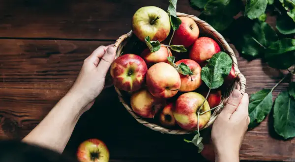 Koszyk pełen jabłek, idealnych na dietę jabłkową. Ręce trzymają koszyk, a obok leżą świeże owoce.