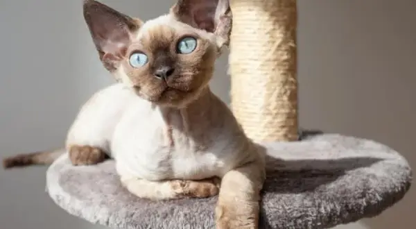 Adopcja Devon Rex: Jak uniknąć wysokich kosztów i znaleźć idealnego kota