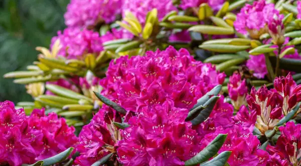 Rododendrony: Jaka gleba? Przepis na bujne kwitnienie!