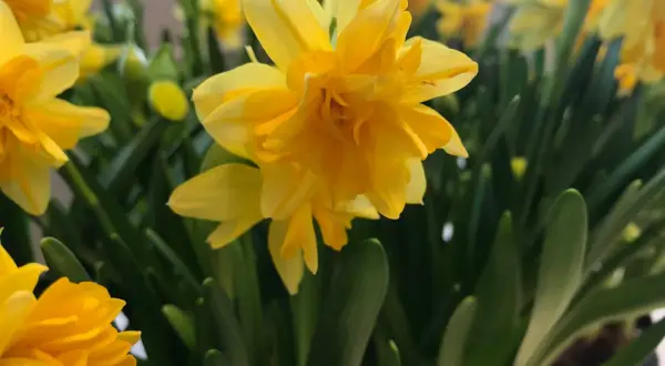 Gula påskliljor i en närbild, en blomma i fokus som en intim tete a tete med betraktaren.