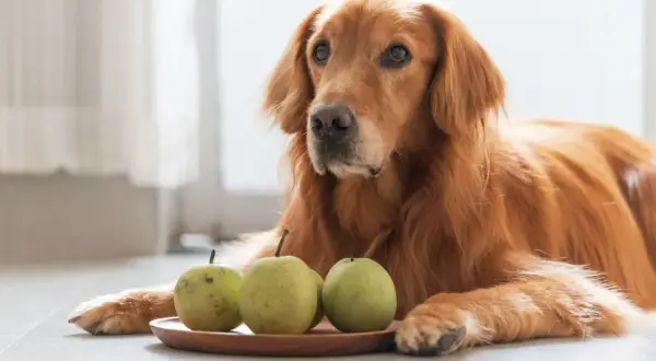 Złoty retriever leży obok talerzyka z gruszkami, zastanawiając się, czy pies może jeść gruszkę.