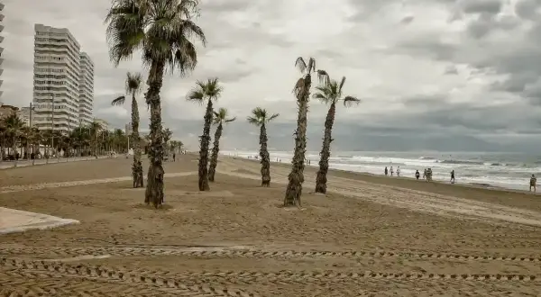 Palmeras en la cala de San Juan, con un edificio alto al fondo y gente paseando por la orilla.