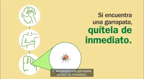 Cómo quitar garrapatas de forma segura y efectiva sin riesgos