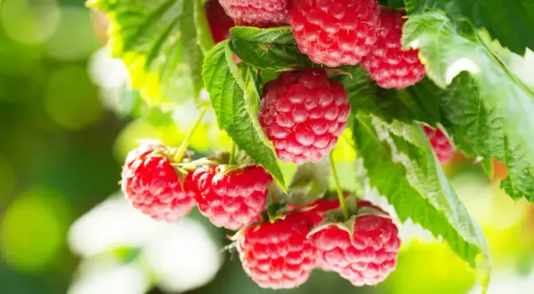 Gros plan sur des framboises rouges mûres sur une branche, prêtes à être cueillies. Un délice à planter framboisier.