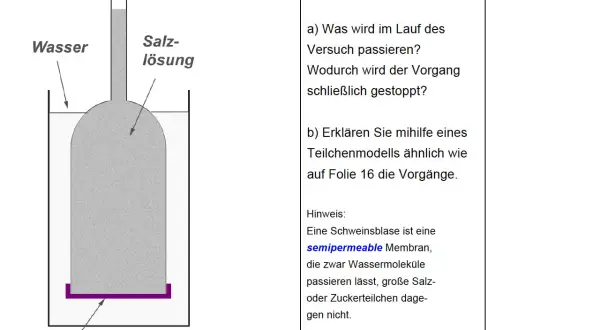 Versuch zur Osmose: Wassermoleküle wandern durch eine semipermeable Schweinsblase in die Salzlösung, bis der Druck ausgeglichen ist.