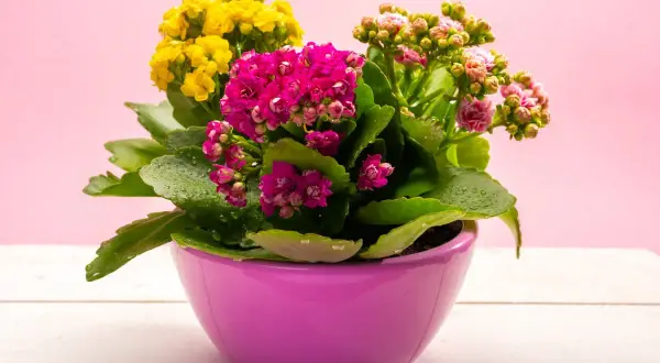 Kalanchoe jak dbać? Kolorowe kwiaty w doniczce, zroszone kropelkami wody, na różowym tle.