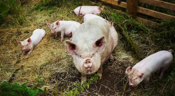 Duża świnia z kilkoma prosiakami na słomie. Trudno ocenić, ile świnia jest w ciąży, ale widać, że jest matką.