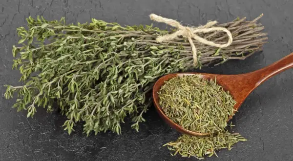 Manojo de tomillo fresco y seco en cuchara de madera. El tomillo para que sirve es para dar sabor a comidas y como remedio natural.