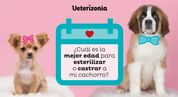 Cachorro chihuahua con lazo rosa y San Bernardo con pajarita azul. ¿Cuánto cuesta castrar un perro?