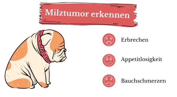 Ein trauriger Hund mit einem roten Halsband. Daneben: Erbrechen, Appetitlosigkeit, Bauchschmerzen – Anzeichen für einen Milztumor beim Hund.