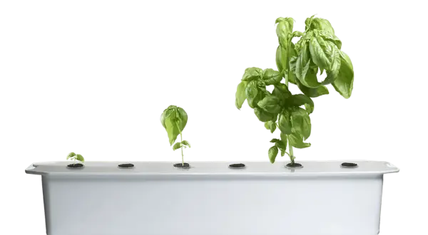 Basilplantor i olika stadier av tillväxt i ett hydroponiskt odlingssystem.