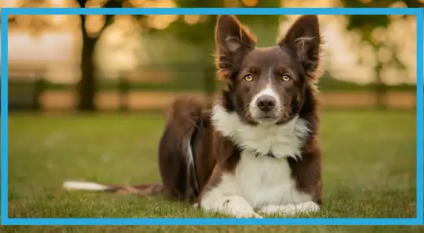 Uroczy border collie miniaturka leży na trawie, z uwagą wpatrując się w obiektyw.