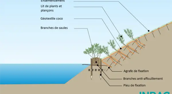 Illustration d'une technique de stabilisation de berge avec des plantes de berges humides, géotextile coco, et branches de saules.
