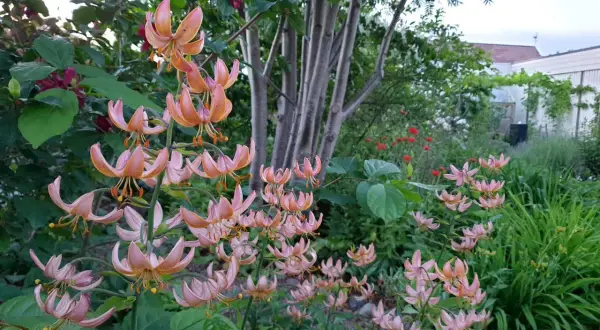 En trädgård med koreansk blomsterkornell i blom. Blommorna är rosa med orange prickar och hänger ner från stjälkarna.