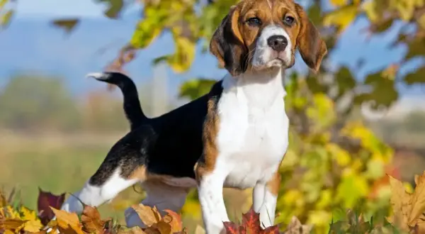 Młody beagle w jesiennych liściach. Zastanawiasz się, ile żyją beagle? Ten energiczny piesek z pewnością będzie towarzyszył Ci przez wiele lat.