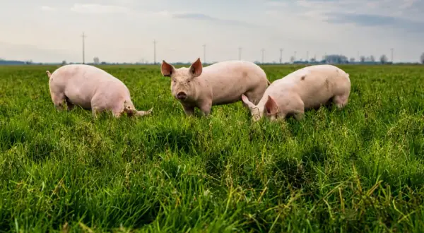 Tre maiali rosa pascolano in un prato verde. Un allevamento biologico che garantisce benessere animale.