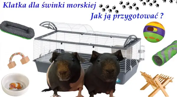 Jak urządzić klatkę dla świnki morskiej, aby zapewnić jej komfort i zdrowie