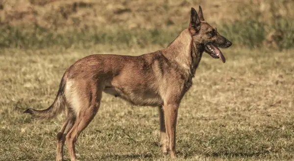 Czujny owczarek belgijski maly stoi na trawie, dysząc z językiem na zewnątrz.