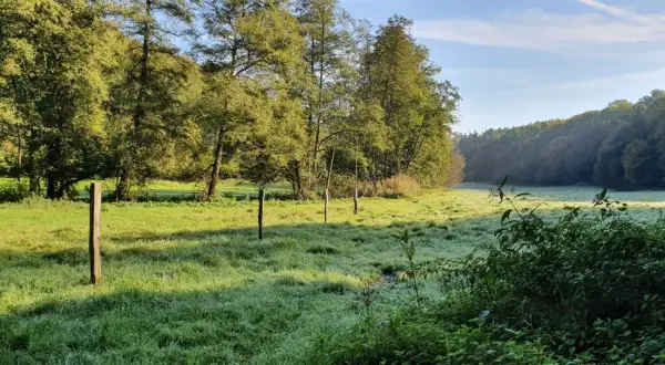 Morgendlicher Tau auf einer Wiese, ideal für eine Wanderung wie bei Neandertalern. Holzpfähle markieren einen Weg durch das Gras.
