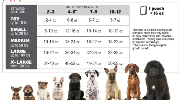 Chart showing how much food should I feed my dog based on size and age. Includes photos of puppies.