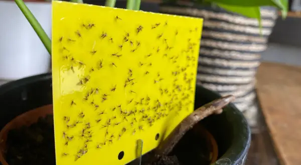 Gelbes Klebebrett mit vielen kleinen Fliegen, die in der Blumenerde einer Topfpflanze gefangen sind.