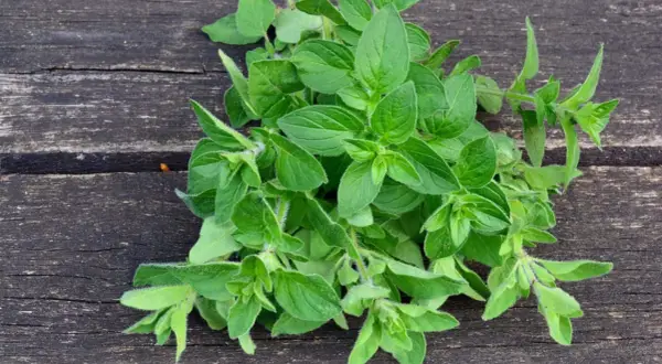 Frischer Oregano auf dunklem Holz. Bei Oregano Schwangerschaft ist Vorsicht geboten, da er in großen Mengen Wehen auslösen kann.