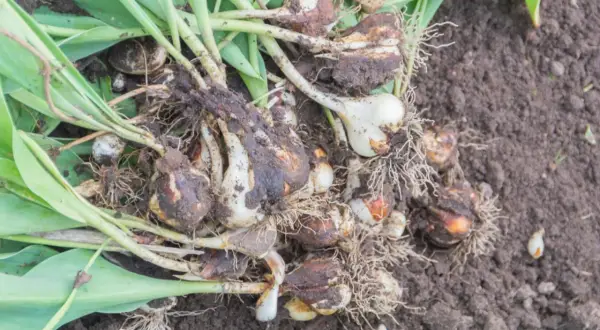 Kiedy wykopywać tulipany? Cebulki tulipanów z korzeniami i liśćmi leżą na ziemi.