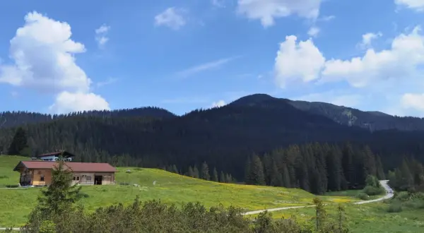 Winklmoosalm wandern: Holzhütte auf grüner Alm mit gelben Blumen, dunklem Bergwald und blauem Himmel mit Wolken.