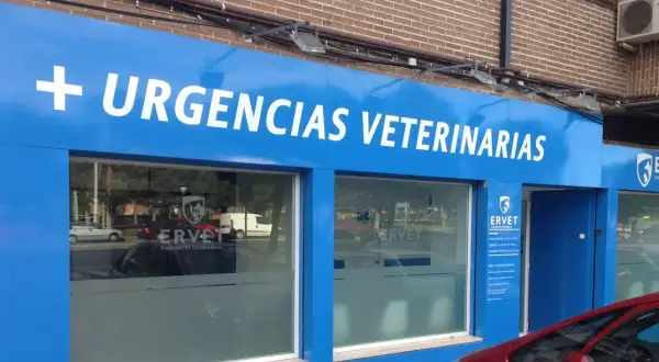 Encuentra el mejor veterinario en Alcorcón para tu mascota hoy