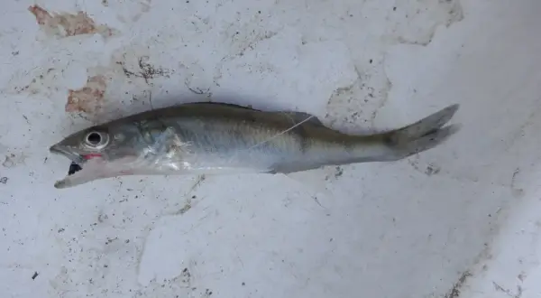 Ein kleiner Fisch mit geöffnetem Maul liegt auf schmutzigem Untergrund. Er könnte ein Leckerbissen für größere Raubfische sein, wie zum Beispiel Zander.