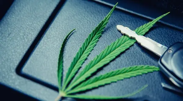 Marihuana w Niemczech: Prawo, zakazy i co z Polakami?