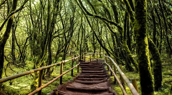 Magiczny las wawrzynowy na La Gomera. Kamienne schody prowadzą przez gęsty, porośnięty mchem las, tworząc jedne z najpiękniejszych atrakcji wyspy.