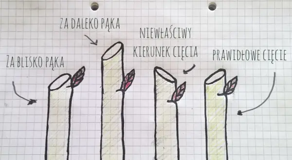 Ilustracja pokazuje, kiedy przycinać róże na wiosnę: cięcie za daleko pąka, za blisko pąka, niewłaściwy kierunek cięcia i prawidłowe cięcie.