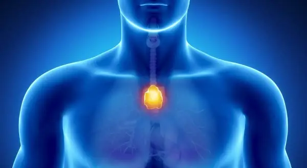 Anatomia klatki piersiowej z podświetloną grasicą. Grasiczak objawy mogą być subtelne, dlatego ważne jest monitorowanie zdrowia.