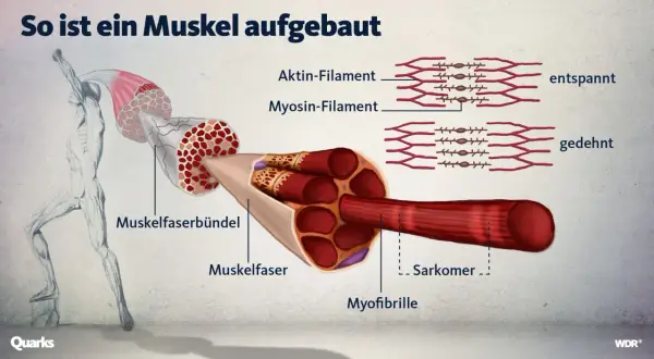 So ist ein Muskel aufgebaut: Illustration zeigt Muskelfaserbündel, Muskelfasern und Myofibrillen mit Aktin- und Myosin-Filamenten. Wichtig für Fitness und Muskelaufbau.