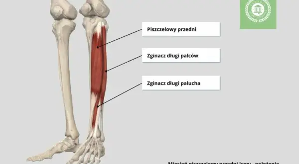 Ból goleni u biegaczy: Przyczyny, leczenie i jak biegać bez bólu?