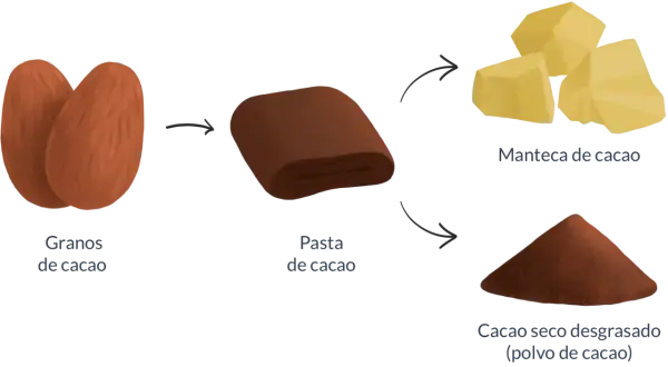 Proceso del cacao: granos, pasta, manteca y polvo. Descubre las **cacao puro propiedades** y sus usos.