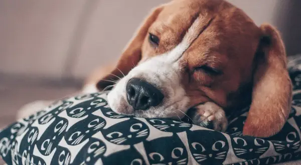 Śpiący beagle na poduszce z kotami. Czy psy mają sny? Ten piesek pewnie śni o gonieniu za piłką.