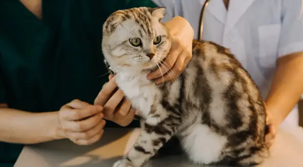 Czy do weterynarza trzeba się umawiać? Kiedy tak, a kiedy nie?
