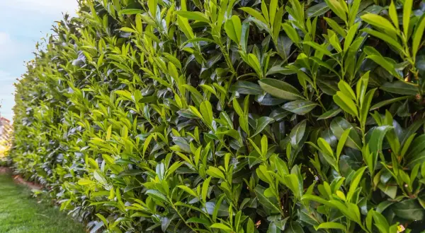 Un seto de laurel frondoso y verde, listo para ser podado. Las hojas brillan bajo el sol, esperando el corte que le dará forma.