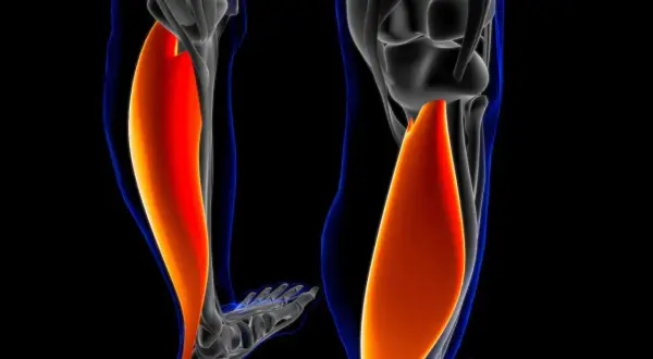 Der **soleus muskel** ist ein wichtiger Muskel im Unterschenkel, der für die Plantarflexion des Fußes zuständig ist.