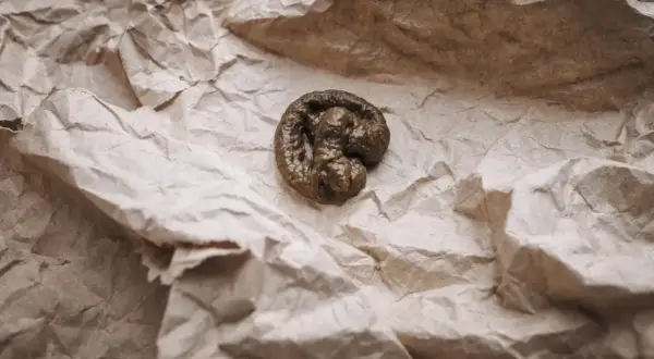 Zgnieciony papier i odchody kota.