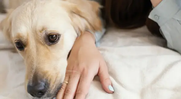 Złoty retriever kładzie głowę na dłoni właścicielki, jak pies przeprasza. Jego oczy wyrażają smutek i nadzieję na przebaczenie.