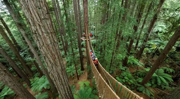 Baumwipfelpfad in Rotorua, Neuseeland, mit Menschen auf Hängebrücken zwischen hohen Bäumen und Farnen.